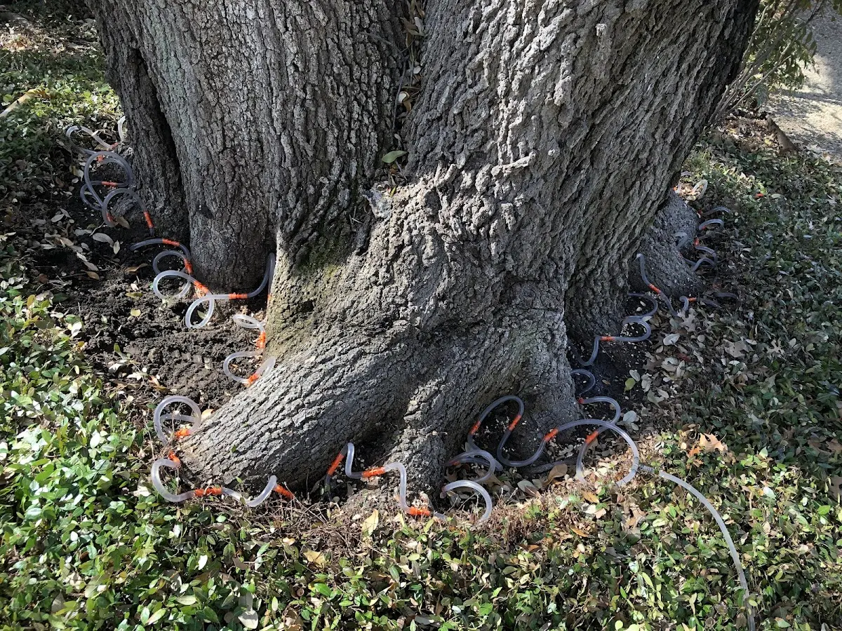 Detailed Shrub and Hedge Trimming job site in Chevy Chase