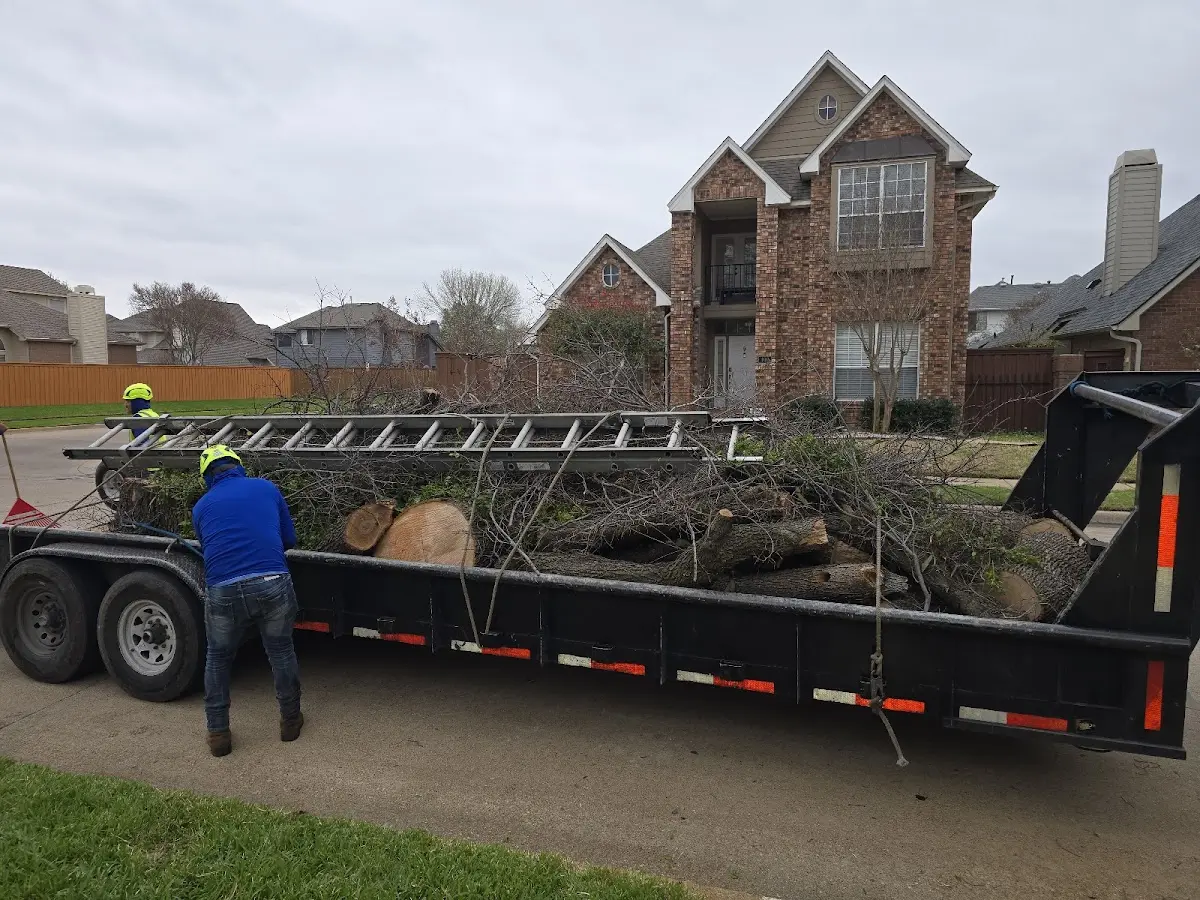 Expert Tree Fertilization with proper safety equipment in Chevy Chase